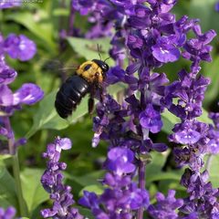 Xylocopa appendiculata circumvolans by wikipedia. Used under a CC BY-SA 2.5 license.