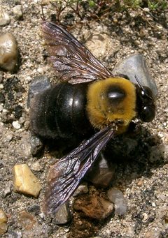 Xylocopa appendiculata circumvolans1 by KENPEI. Used under a CC BY-SA 3.0 license.