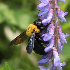 Xylocopa appendiculata on Vicia cracca - cropped by Alpsdake. Used under a CC BY-SA 4.0 license.