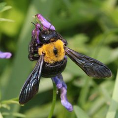 Xylocopa appendiculata on Vicia cracca s2 by Alpsdake. Used under a CC BY-SA 4.0 license.