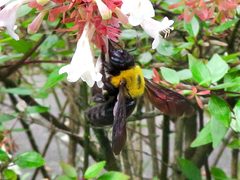Xylocopa appendiculata on the flower by KKPCW. Used under a CC BY-SA 4.0 license.