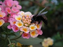 Xylocopa californica by Mike. Used under a CC BY-SA 3.0 license.