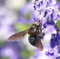 Xylocopa californica arizonensis 255804469 by Wendy McCrady. Used under a CC BY 4.0 license.