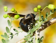 Xylocopa californica ssp. arizonensis by Wendy McCrady. Used under a CC BY 4.0 license.