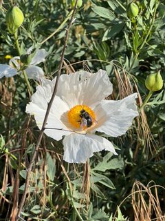 Xylocopa californica diamesa 280245692 by Aaron Hamel. Used under a CC0 license.