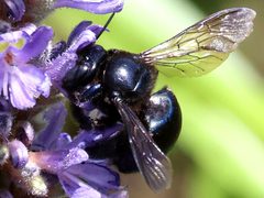 Xylocopa micans-female wings by peterwchen. Used under a CC BY 4.0 license.