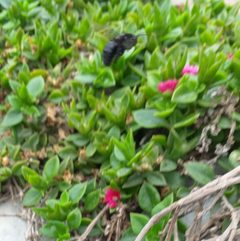 Xylocopa sonorina-1 by Hastengeims. Used under a CC BY-SA 4.0 license.