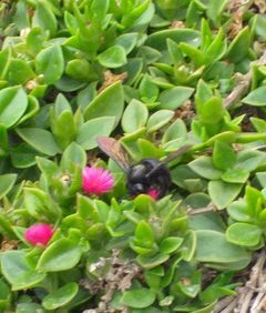 Xylocopa sonorina-3 by Hastengeims. Used under a CC BY-SA 4.0 license.