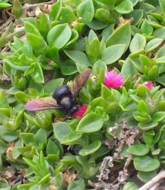 Xylocopa sonorina-4 by Hastengeims. Used under a CC BY-SA 4.0 license.