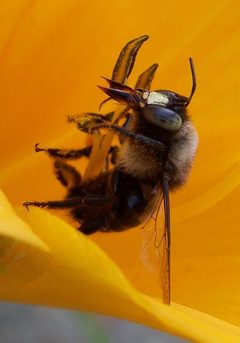 Xylocopa tabaniformis orpifex-Male-1 by Eugene Zelenko. Used under a CC BY-SA 4.0 license.