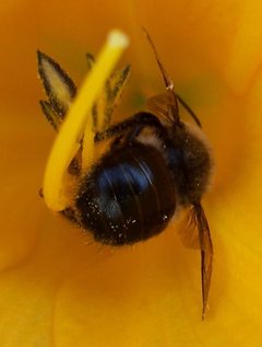 Xylocopa tabaniformis orpifex-Male-2 by Eugene Zelenko. Used under a CC BY-SA 4.0 license.