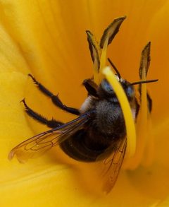 Xylocopa tabaniformis orpifex-Male-3 by Eugene Zelenko. Used under a CC BY-SA 4.0 license.