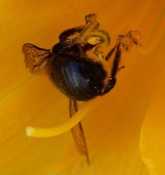 Xylocopa tabaniformis orpifex-Male-4 by Eugene Zelenko. Used under a CC BY-SA 4.0 license.