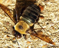 Xylocopa virginica texana by Diana Foreman. Used under a CC0 license.