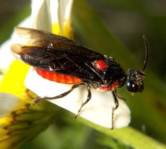 Arge humeralis wiki by Bruce Marlin. Used under a CC BY-SA 2.5 license.