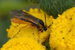 Arge.ochropus.-.lindsey by James K. Lindsey. Used under a CC BY-SA 3.0 license.