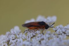 Arge ochropus 150679629 by Michel Langeveld. Used under a CC BY-SA 4.0 license.