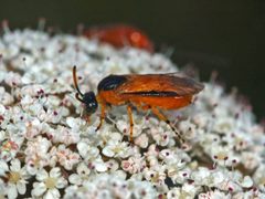 Argidae - Arge ochropus-1 by Hectonichus. Used under a CC BY-SA 3.0 license.