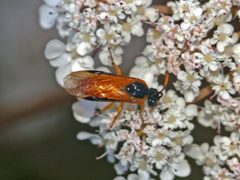 Argidae - Arge ochropus by Hectonichus. Used under a CC BY-SA 3.0 license.