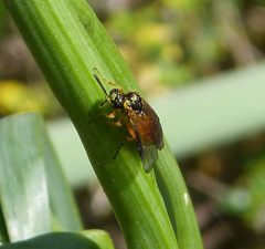 Rose Sawfly Arge ochropus - Flickr - gailhampshire by gailhampshire from Cradley, Malvern, U.K. Used under a CC BY 2.0 license.