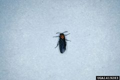 Adult female Arge scapularis by Lacy L. Hyche, Auburn University. Used under a CC BY 3.0 us license.