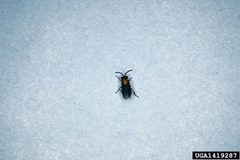 Adult male Arge scapularis by Lacy L. Hyche, Auburn University. Used under a CC BY 3.0 us license.