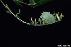 Arge scapularis larvae by Lacy L. Hyche, Auburn University. Used under a CC BY 3.0 us license.