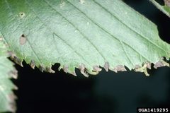 Early Arge scapularis larvae on an American Elm leaf by Lacy L. Hyche, Auburn University, http://bugwood.org. Used under a CC BY 3.0 us license.