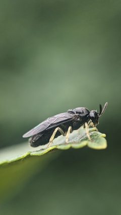 Aproceros leucopoda 298161053 by Johannes. Used under a CC0 license.