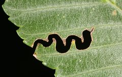Aproceros leucopoda 5410982 by Gyorgy Csoka (Hungary Forest Research Institute ). Used under a CC BY 3.0 license.