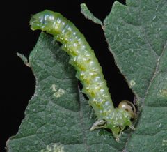 Aproceros leucopoda Larve by Stephan M. Blank. Used under a CC BY-SA 3.0 license.