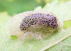 Aproceros leucopoda kokon by Siga. Used under a CC BY-SA 3.0 license.