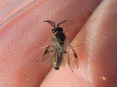 Schizocerella pilicornis by Sam Kieschnick. Used under a CC BY 4.0 license.