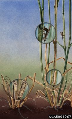 Cephus cinctus by Art Cushman - USDA; Property of the Smithsonian Institution, Department of Entomology. Used under a CC BY 3.0 us license.