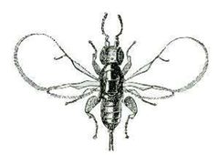 Blastophaga psenes by Unknown authorUnknown author. Used under a Public domain license.