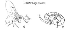Blastophaga psenes2 by wikipedia. Used under a Public domain license.
