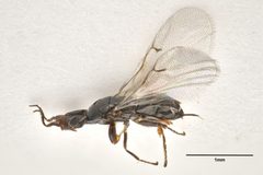 Blastophaga psenes female displaying the unique habitus of agaonid wasps - Oo 1055603 by Rehberger S, Vogel J, Müller B, Vasilita C, Krogmann L, Schmidt S, Peters RS (2024). Used under a CC BY 4.0 license.