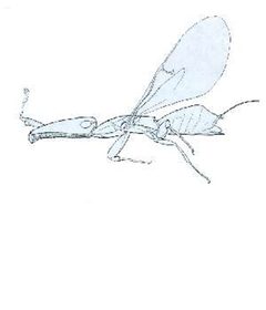 Pleistodontes froggatti by wikipedia. Used under a Public domain license.