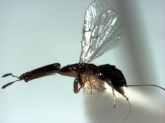 Pleistodontes froggatti female by S.E. Thorpe. Used under a Public domain license.