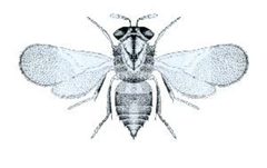 Aphelinus mali by wikipedia. Used under a Public domain license.