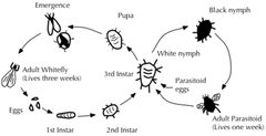 Waspcycle by Quercusrobur at English Wikipedia

Later versions were uploaded by Pmcm at en.wikipedia.. Used under a CC BY-SA 3.0 license.