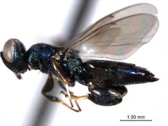 Chalcedectus hyalinipennis Sample ID CNCHYM 10623 by License Holder: CNC/BIO Photography Group, Centre for Biodiversity Genomics. Used under a CC BY 3.0 license.