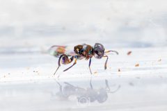 Chalcedectus maculipennis by Daniel Roueche. Used under a CC0 license.