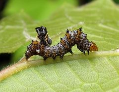 Alypia octomaculata larva parasitized by Jacy Lucier. Used under a CC BY-SA 4.0 license.