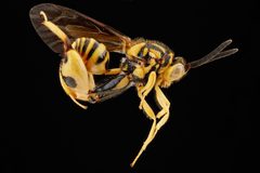 Conura BIML USGS by USGS Bee Inventory and Monitoring Laboratory. Used under a Public domain license.