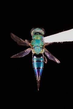 Epistenia 1-101845654 by Kyle Rossner. Used under a CC BY 4.0 license.