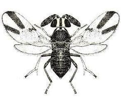 Cain2565 by wikipedia. Used under a Public domain license.