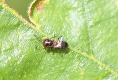 Encyrtus aurantii 134863866 by Jeff Clark. Used under a CC BY 4.0 license.