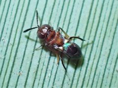 Encyrtus aurantii 179091033 by Saryu Mae. Used under a CC BY 4.0 license.