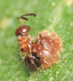 Encyrtus aurantii iNat 132121027 b by Emanuele Santarelli. Used under a CC BY-SA 4.0 license.